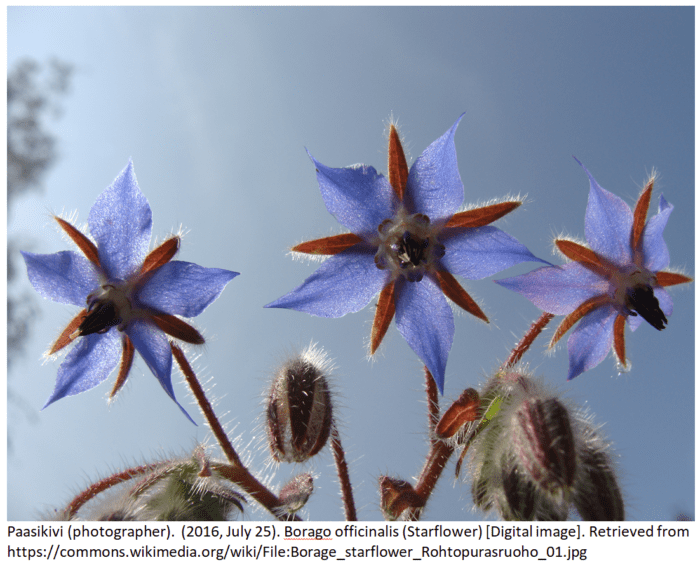 Borage officinalis Plant (starflower)