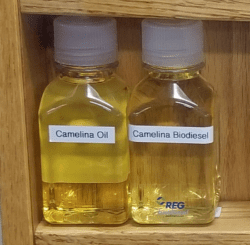 Camelina Oil and Camelina BioDiesel