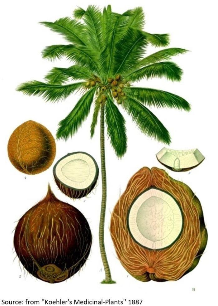 The parts of a coconut tree.