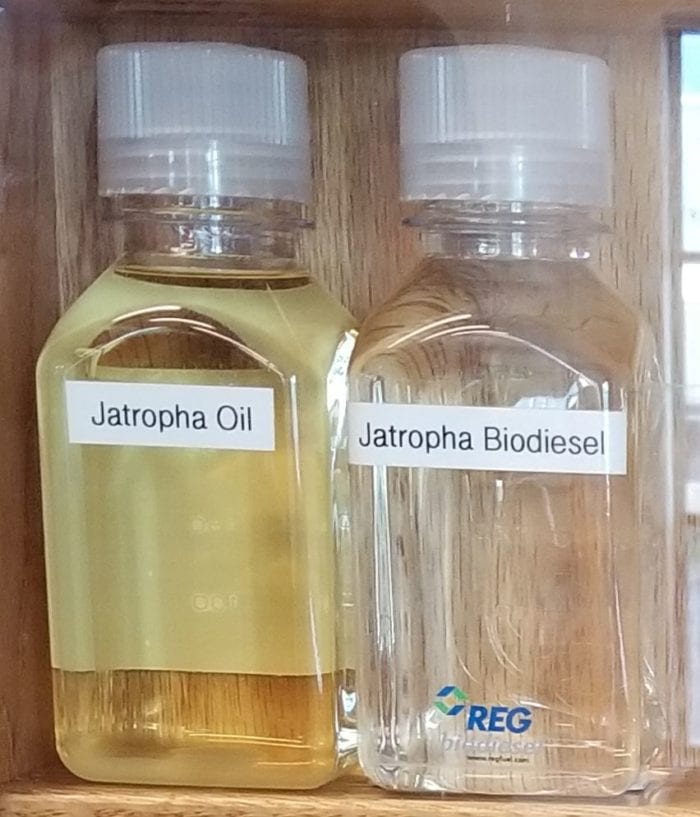 Jatropha Oil and the biodiesel it produces