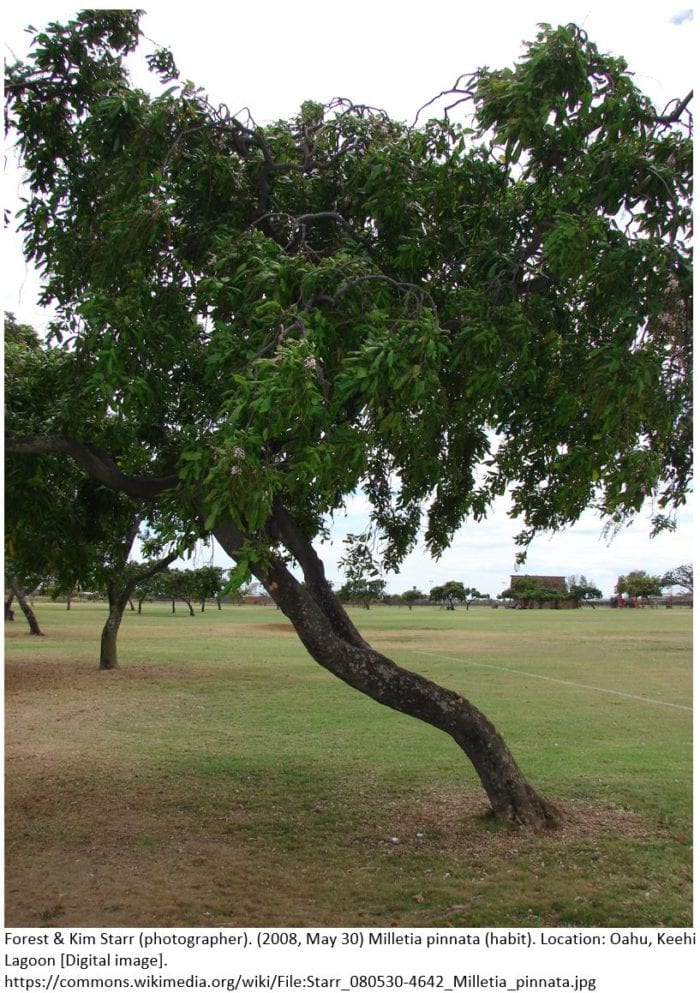 Karanja Tree source for Biodiesel