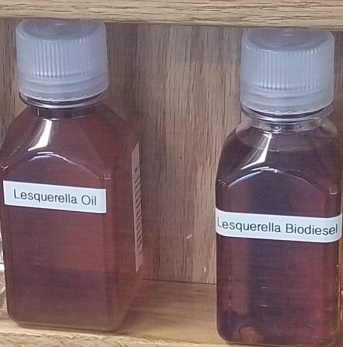 Lesquerella Oil and Lesquerella Biodiesel