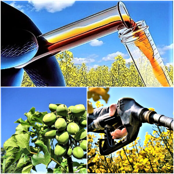 Biofuels Industry Exceeds EPA Expectations | Star Oilco